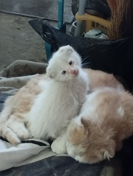 Котята от вислоушки
