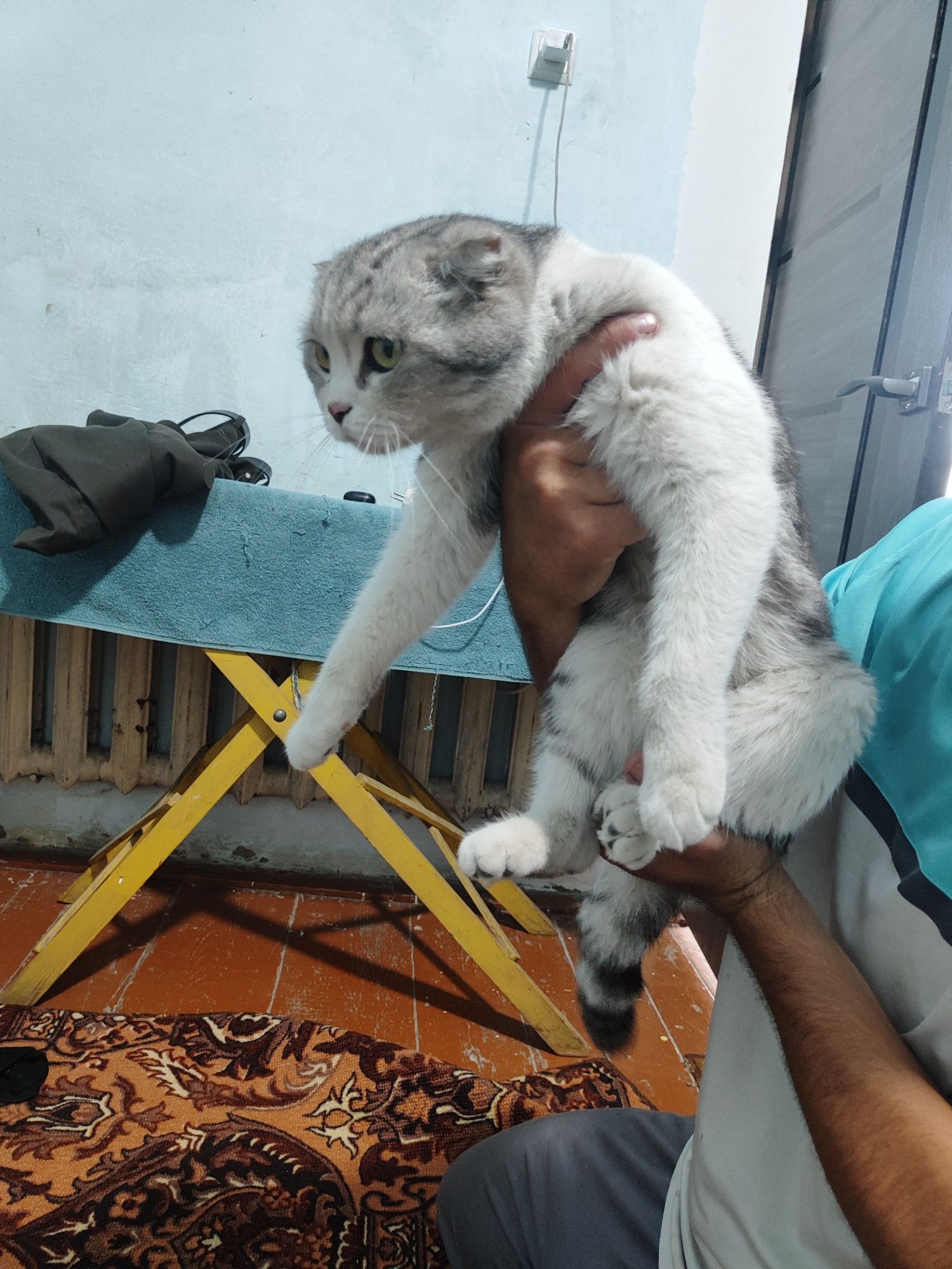 Скоттиш фолд пародали мушук