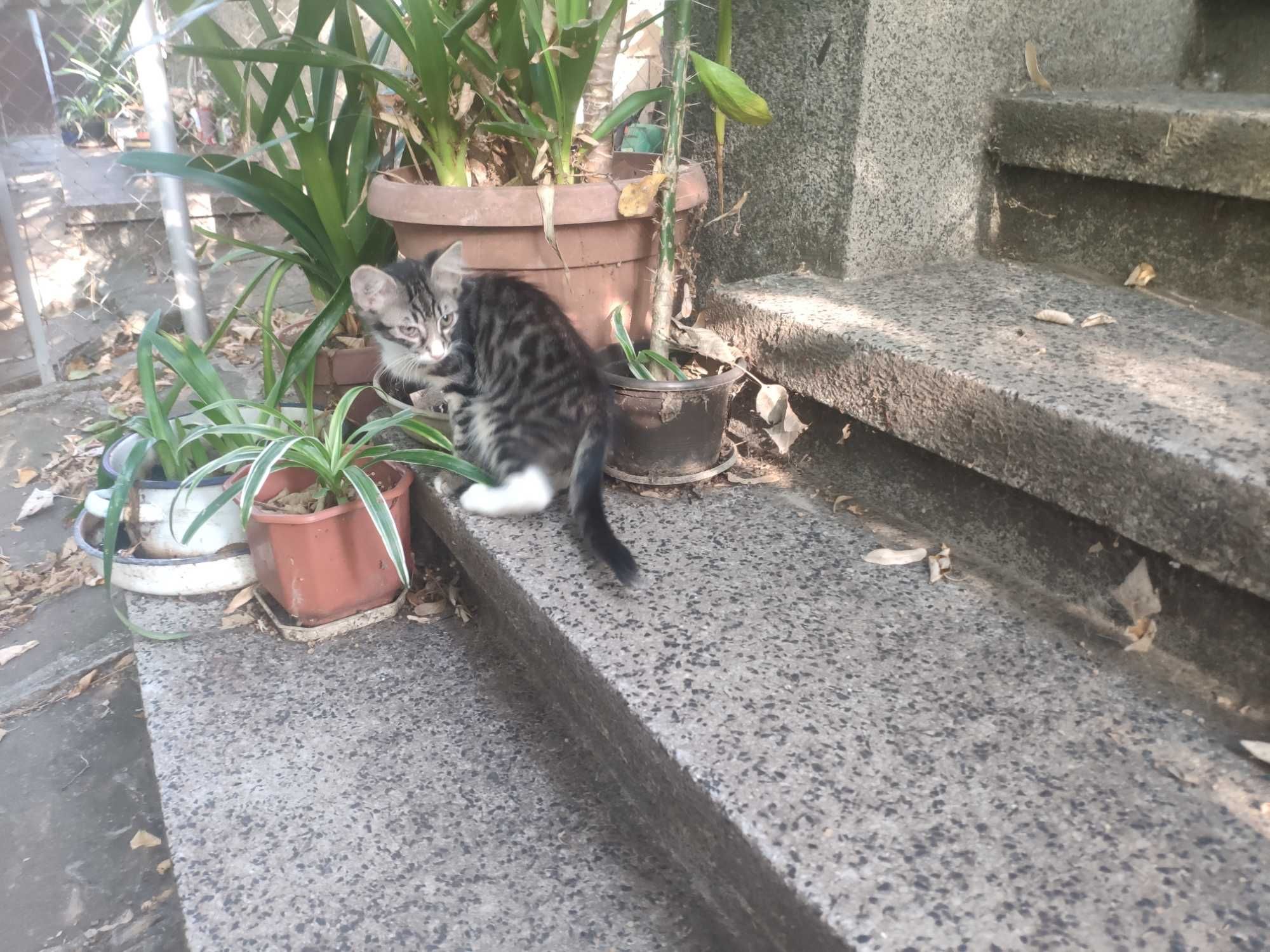 Подаряваме малки котета на около пет месеца