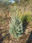 Аризонски кипарис / Cupressus arizonica