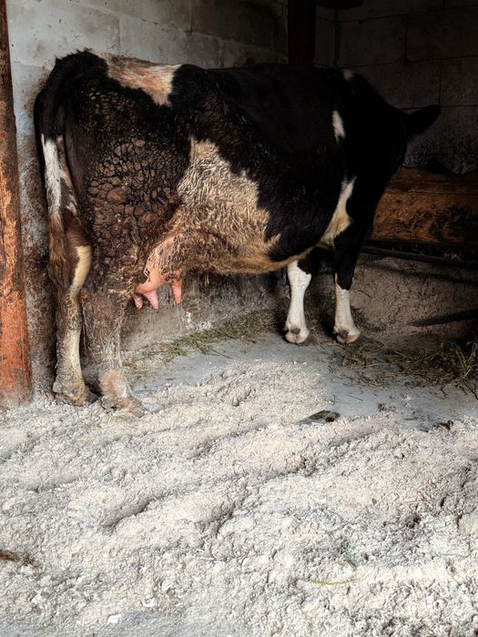 Vand/schimb vaca gestanta fatare in aproximativ 2 saptamani