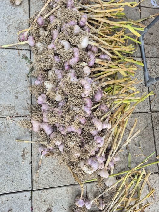 Чеснок дачный Астана