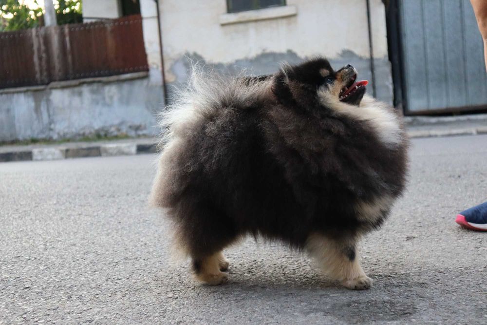 Страхотно момиченце померан с родословие FCI