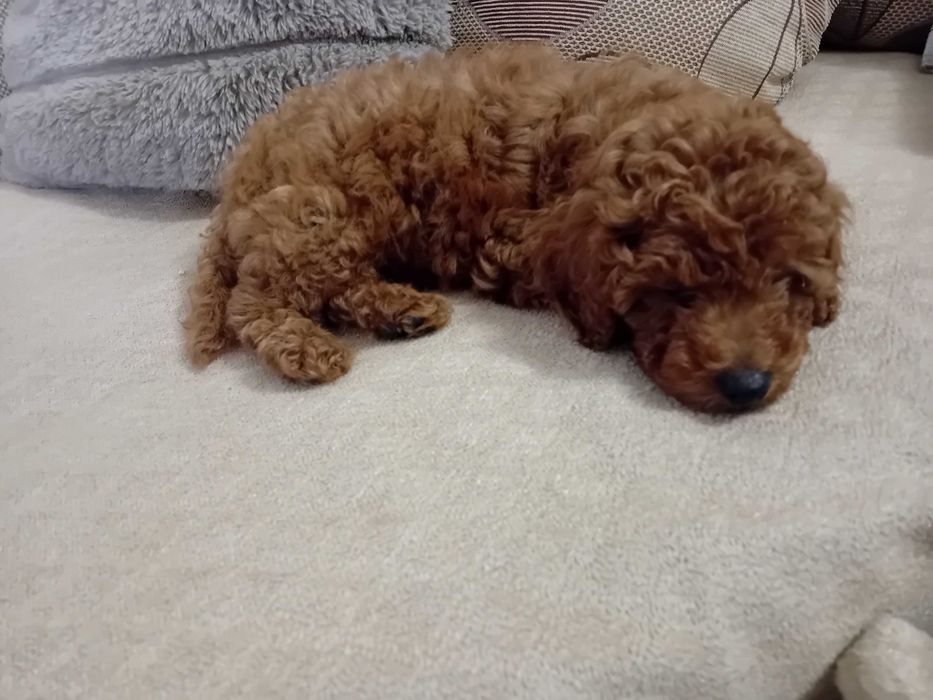 Куче Пудел той..