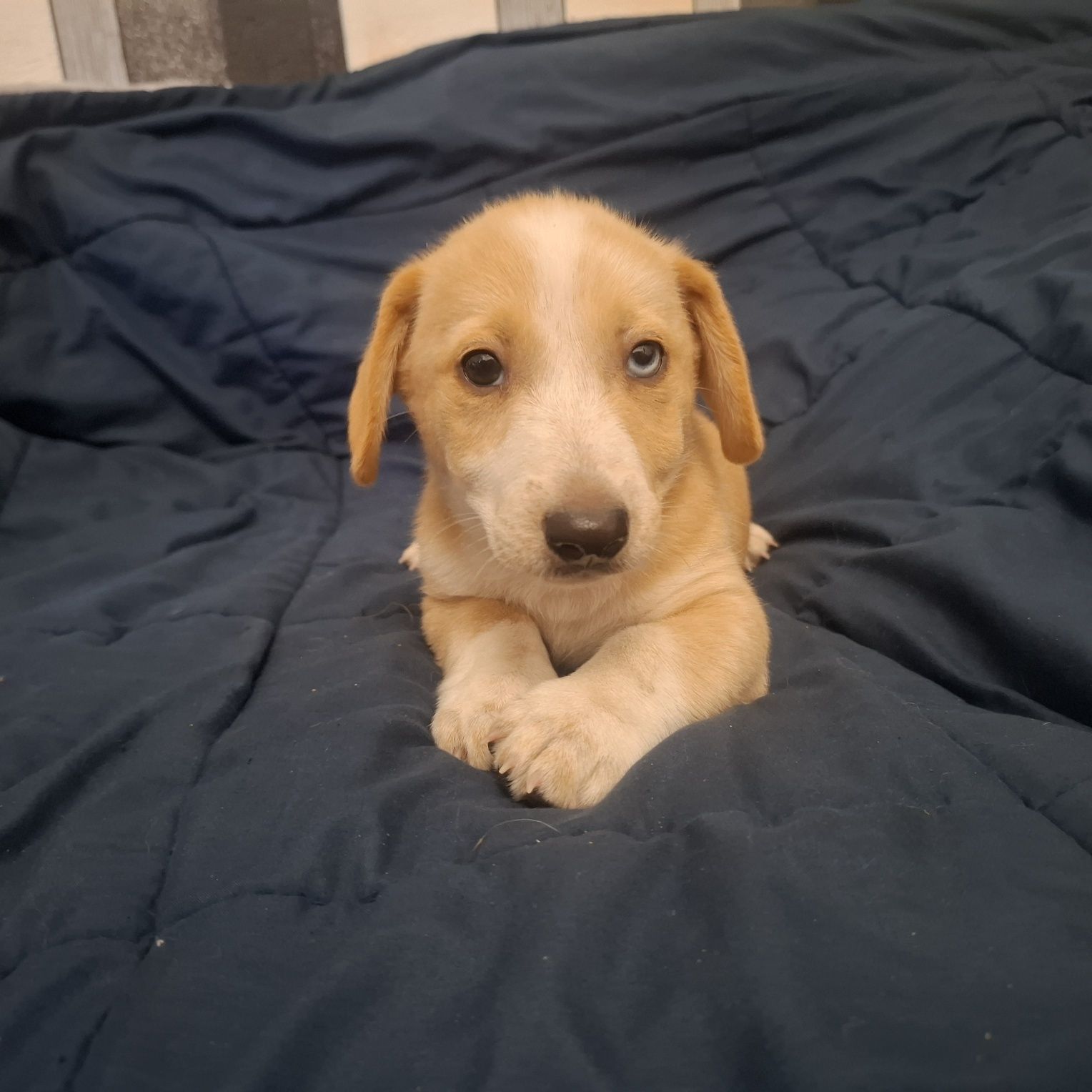 Cățeluși pentru adopție