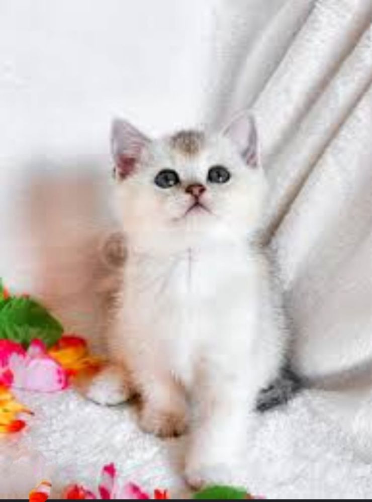Котята Шиншилы Продаю