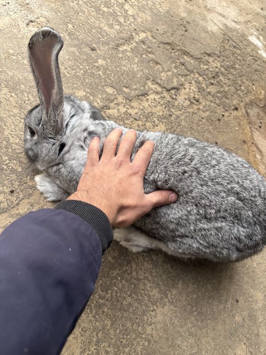 Продам кролика..самец