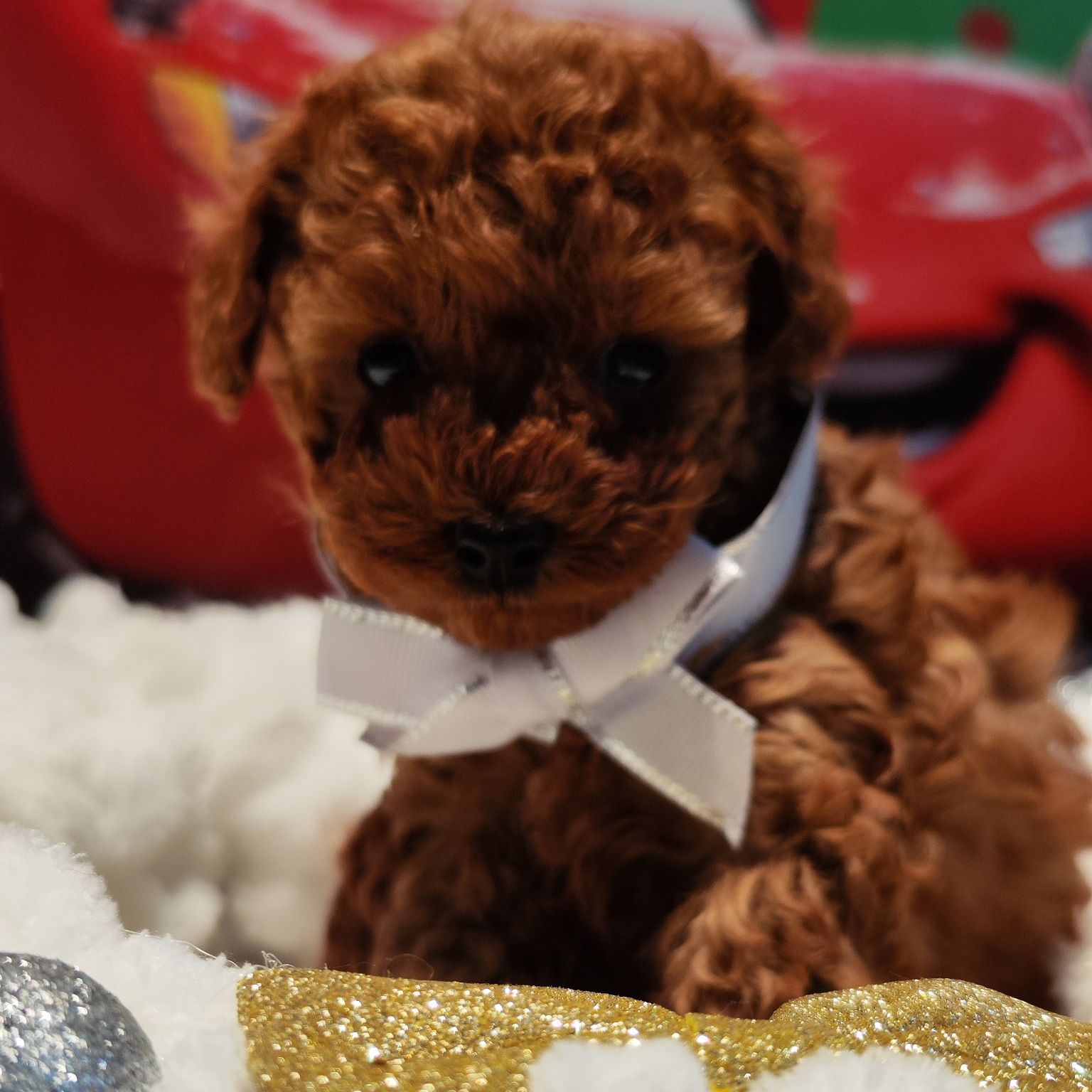 Пудел Той  / Toy poodle   Родословни