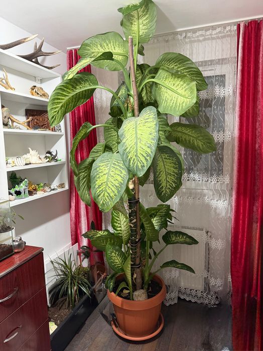 Dieffenbachia uriașă – 2,5 m înălțime – plantă matură