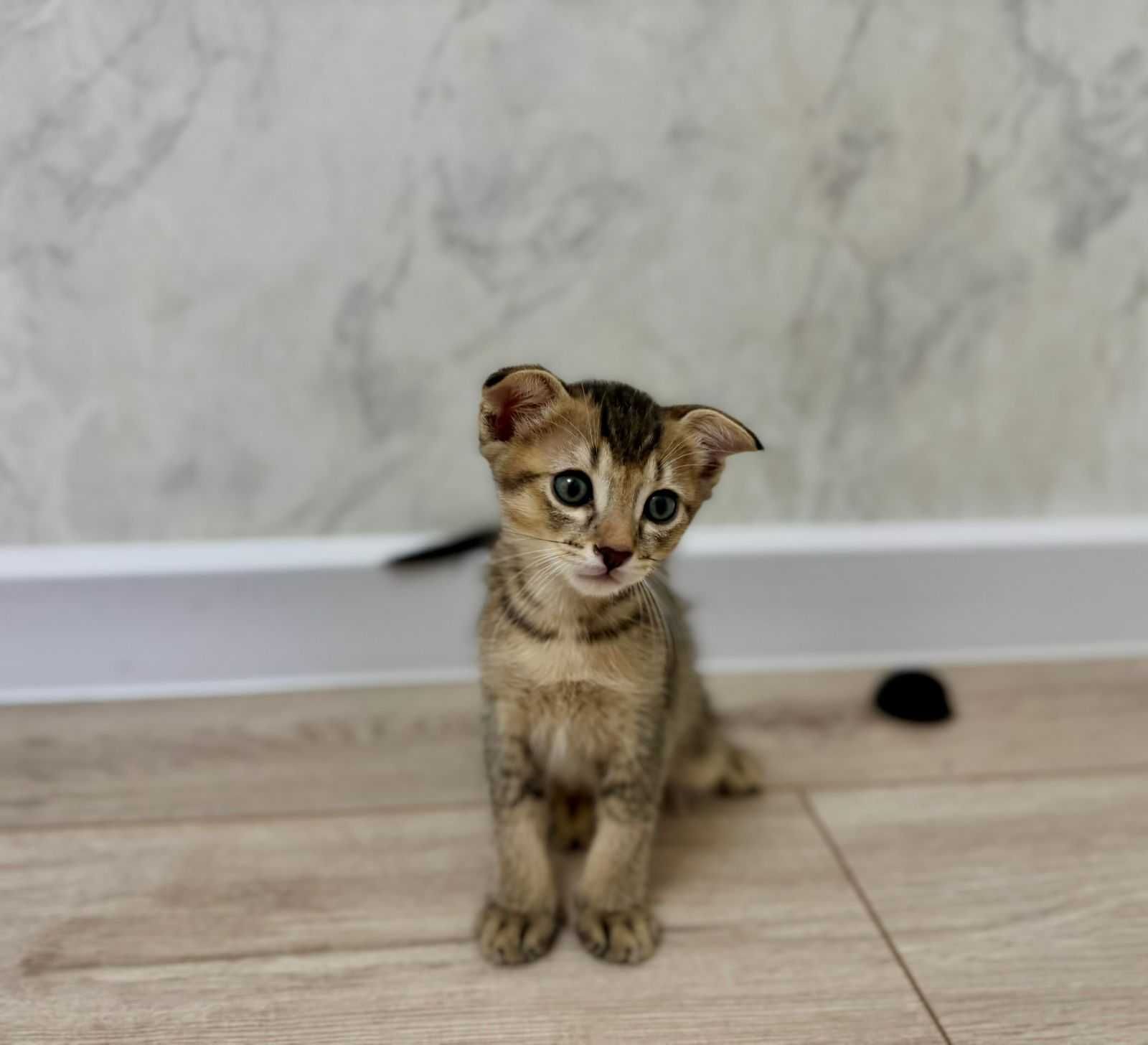 Очаровательные котята