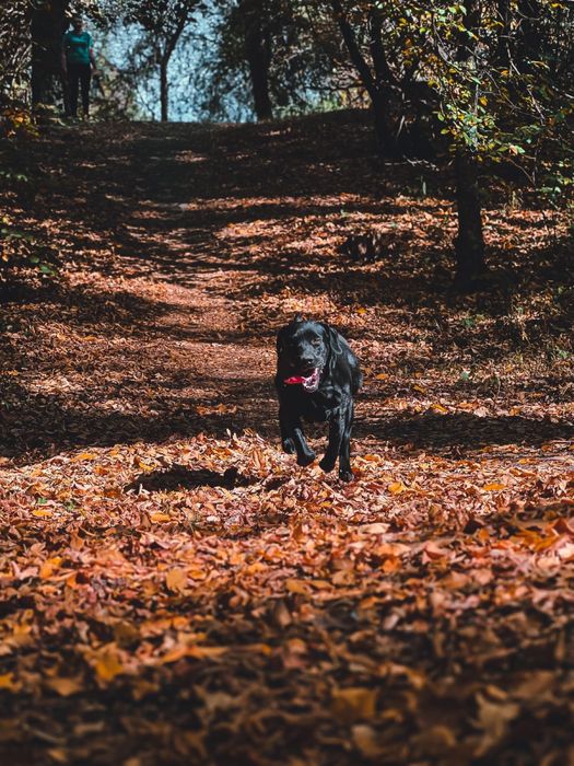 Вязка собак. Лабрадор ретривер  кобель.