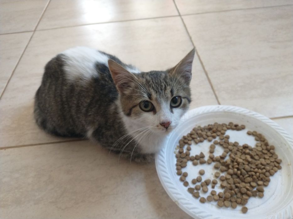 Ofer spre adopție 2 pisici băieței