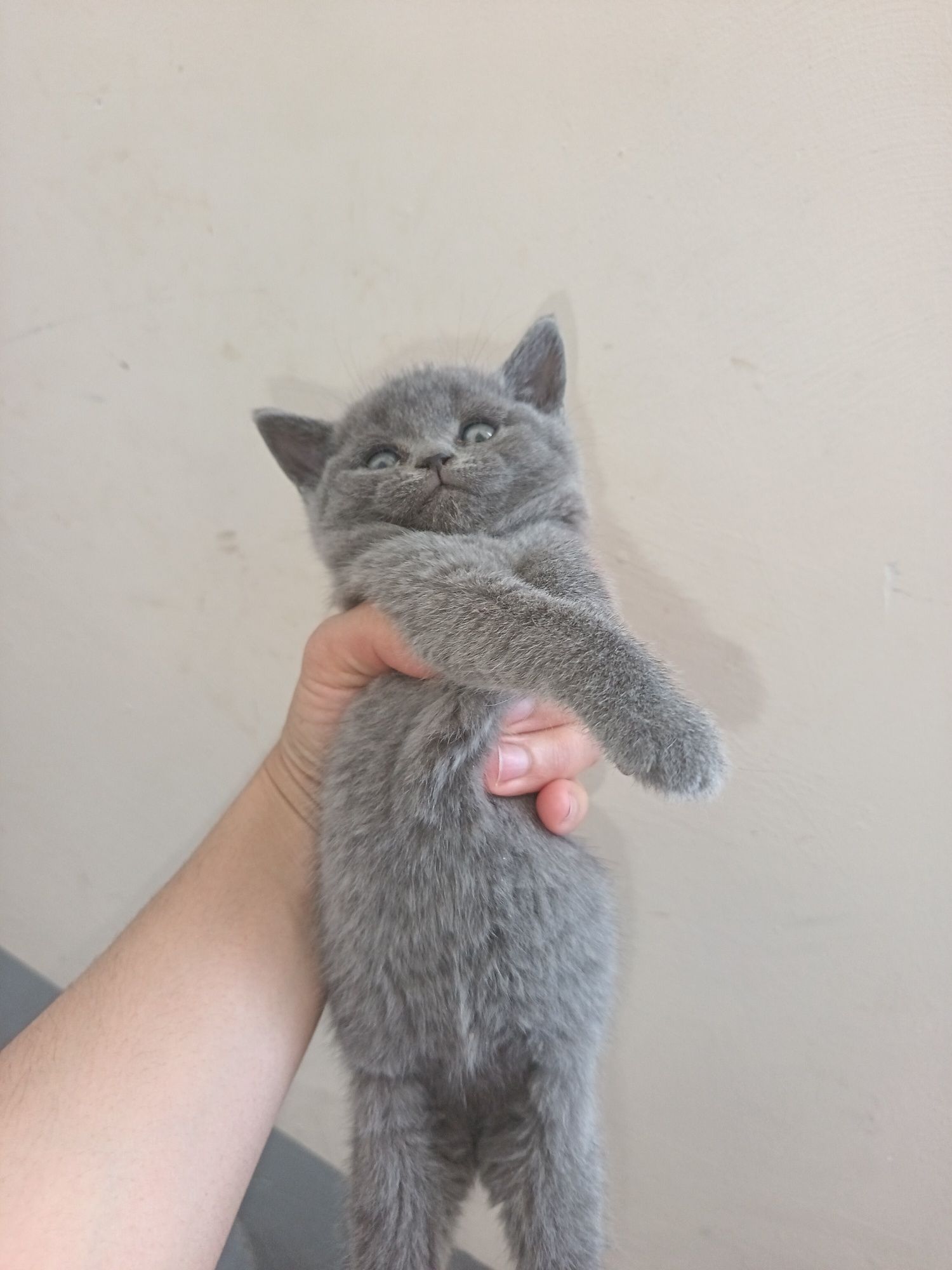 Мушукчалар сотуви