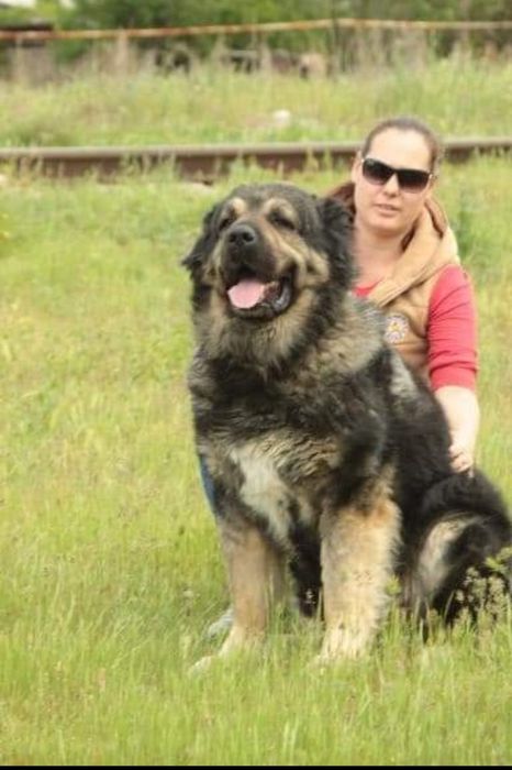 Кавказские овчарки