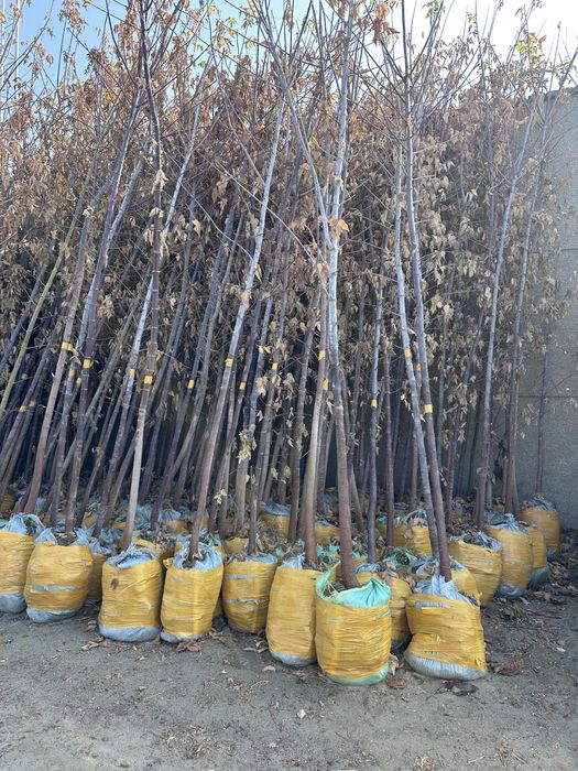 Декоратив кучатлар бор комли Manzarali ko’chatlar turpogi bilan bor