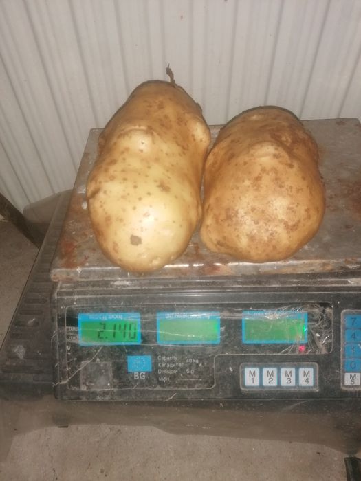 картофи за пълнене