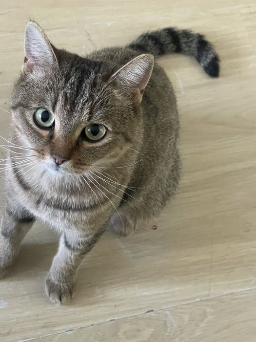 Отдам кошечку в добрые руки