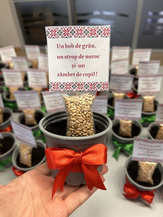 Set ghiveci grâu Sf Andrei(4 buc.20 lei)