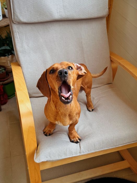 Люлеещ се стол/кресло POÄNG | IKEA