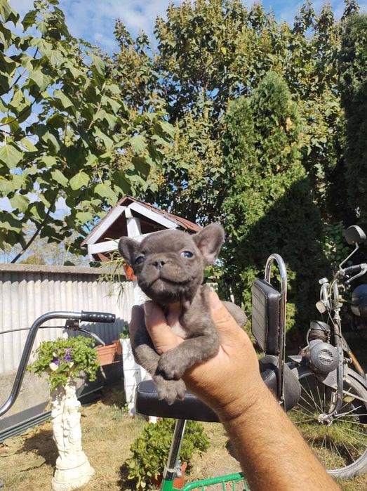 Френски булдог french bulldog