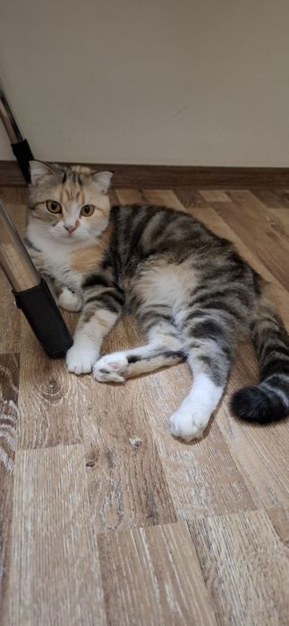 Отдам кошку и котенка в добрый руки