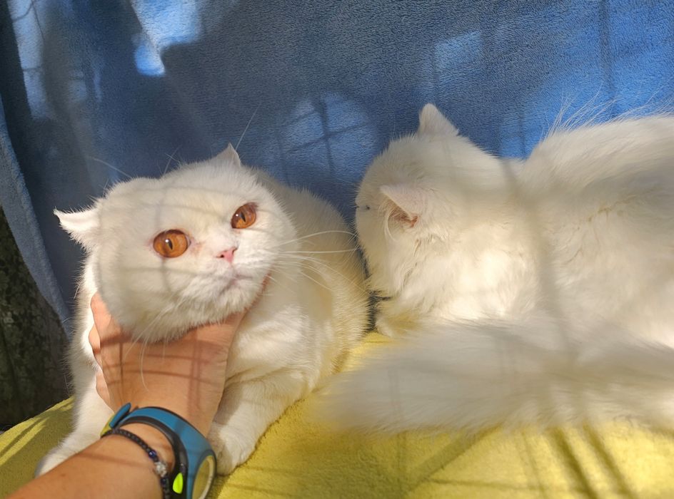 Британско бяло котенце