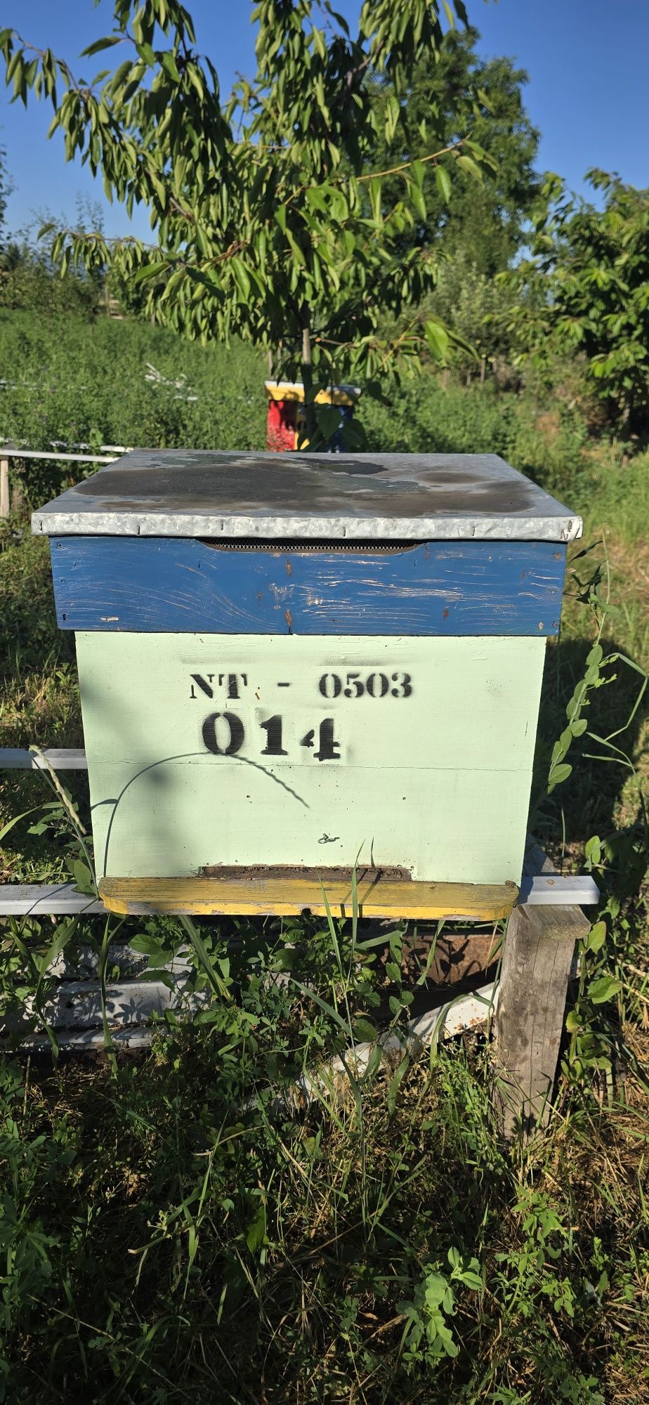 Lăzi fără albine