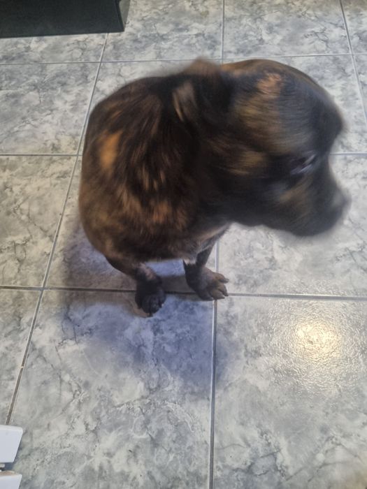 Dau spre adoptie catel in varsta de 2 sni jumate