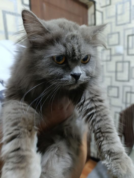 Продам скоттиш хэйланд