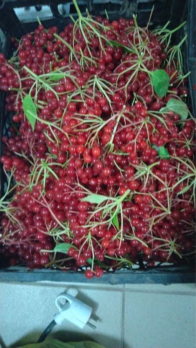 продам калину свежую с огорода