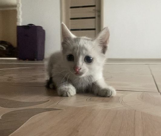 Отдам Котенка Бесплатно‼️