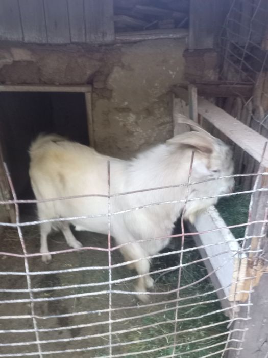 Vând țap metis boer