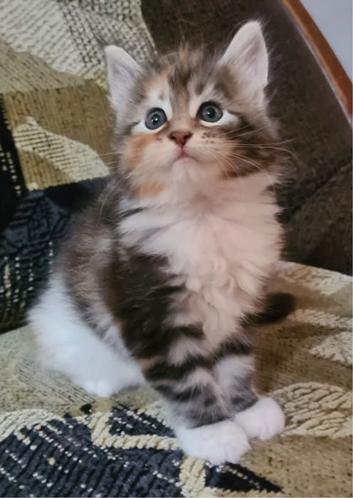 Подам котенка Мэйн-Кун
