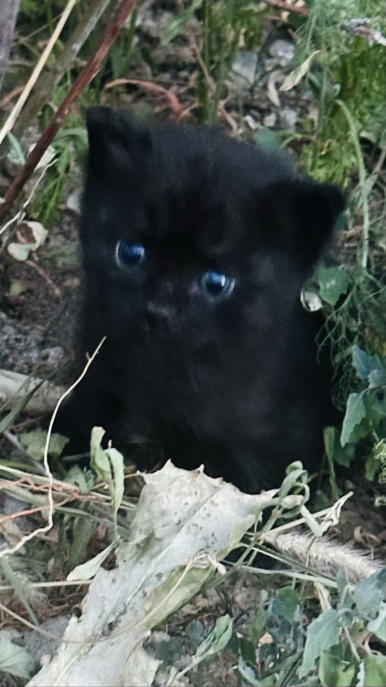 Котята мультяшные в добрые руки