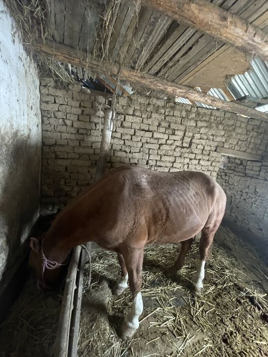 Ат сатылады срочна