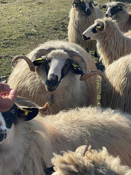 Vând berbec tânăr