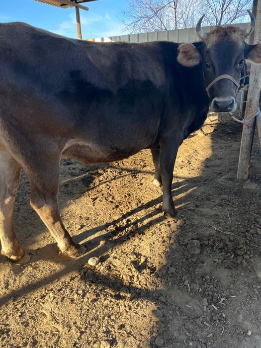 Продается корова