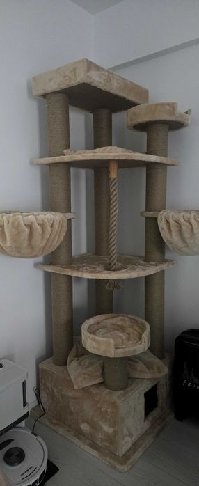 Ansamblu joaca pisici