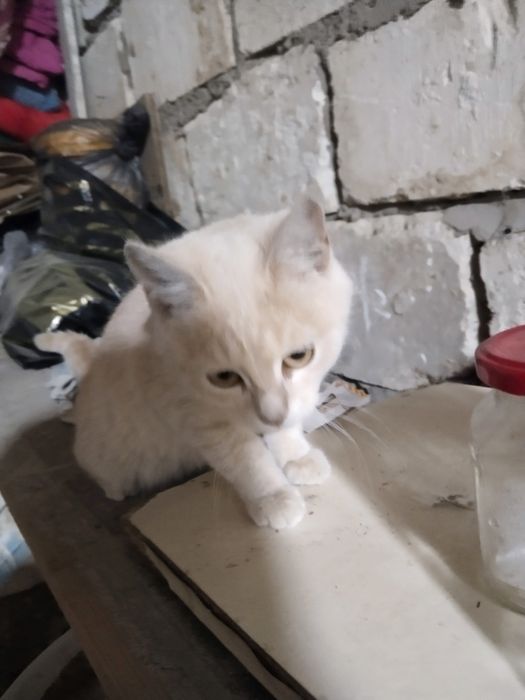 Продам кошку за 20к