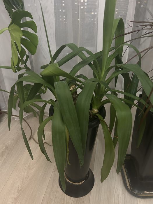 Продам комнатные цветы