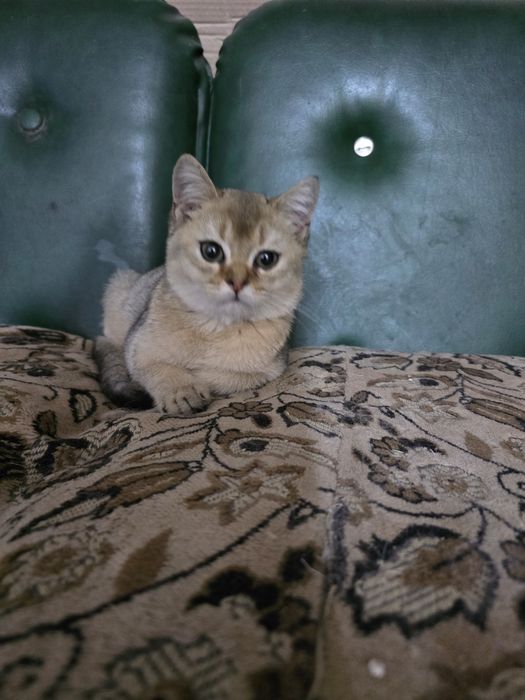 Британские котята.