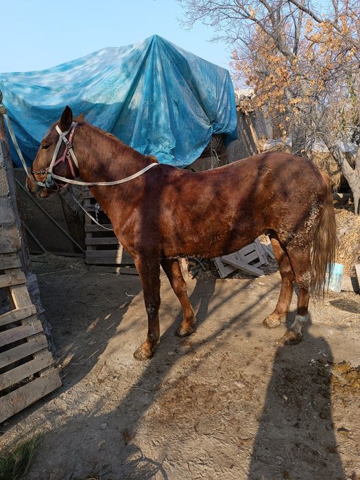 4 yosh aygʻir sotiladi