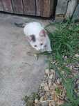 Adoptie  3 pisici