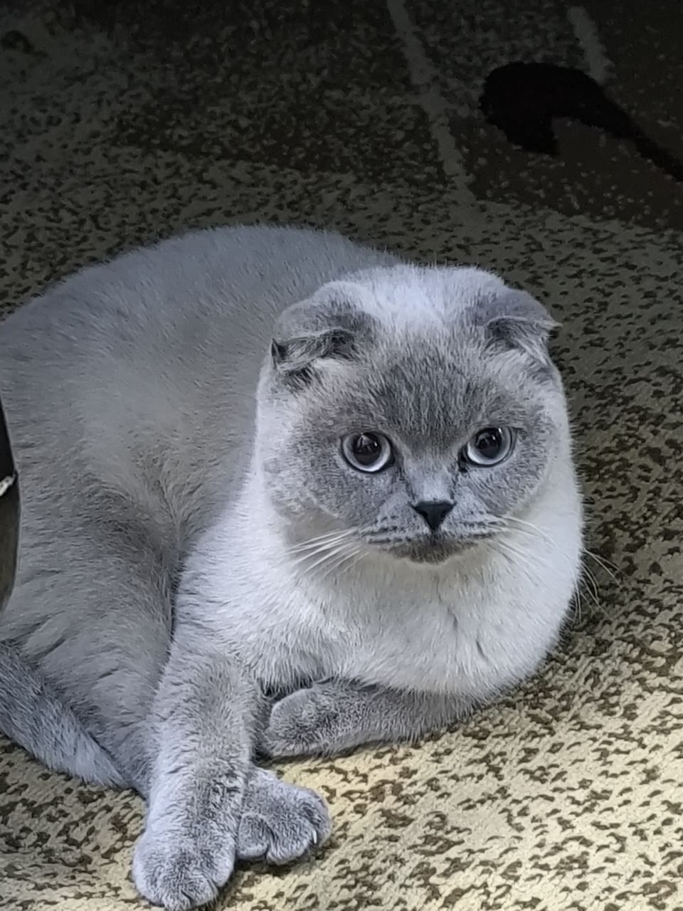 Шотландский чистокровные котята