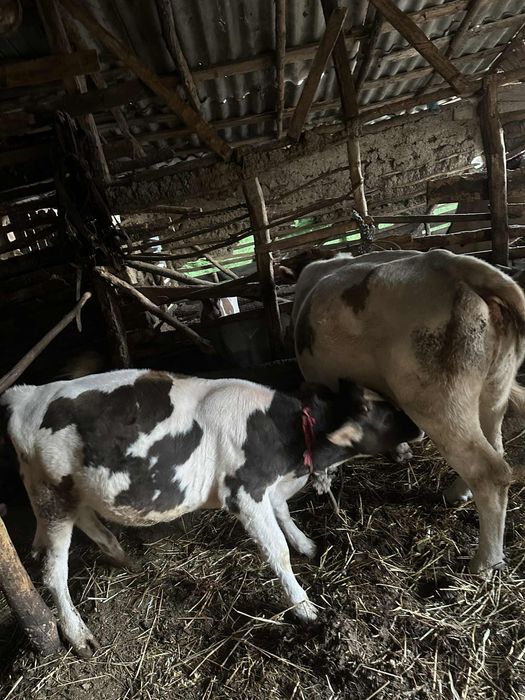 Vand vaci si vitei,viteii ii tai si ii vand si in carcasa..