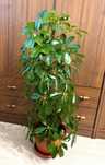 Arbore umbrela, Schefflera, planta apartament