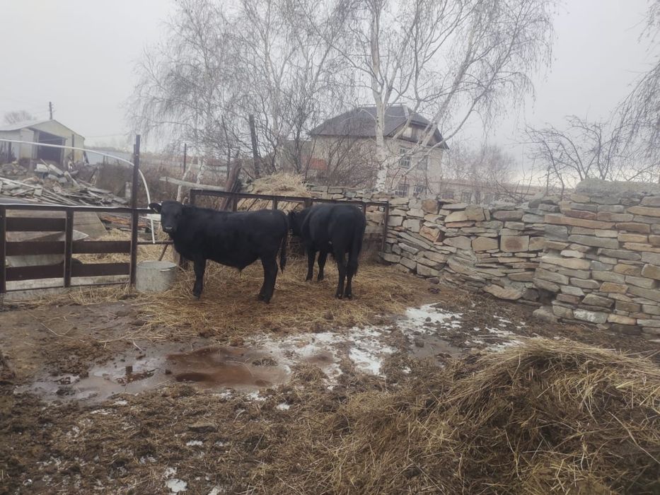 Продам быка ангус