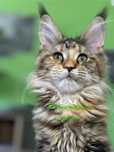 Felisa autorizata WCF, vinde pisoi cu pedigree rasa Maine coon