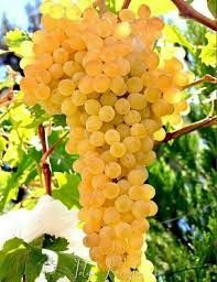 Vita de vie nobila alba de masa