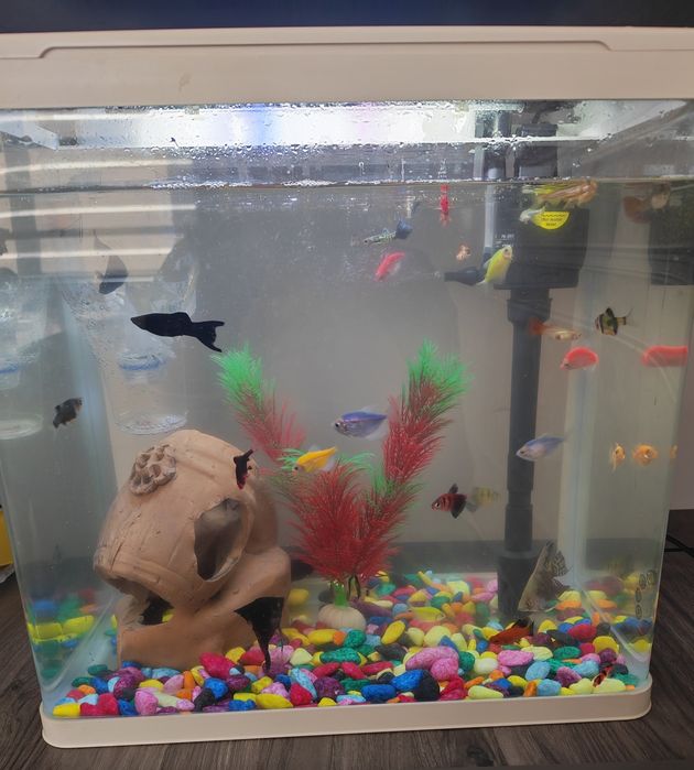 Akvarium kamplek baligʻlari bilan sotiladi.